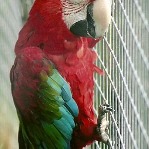 Green-winged Macaw 5th September 2011