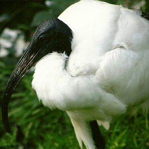 Sacred Ibis 5th September 2011