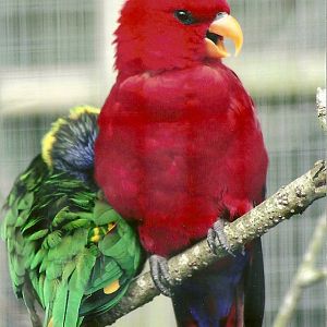 Red Lory and Green-naped Lorikeet 5th September 2011