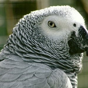 African Grey Parrot 5th September 2011