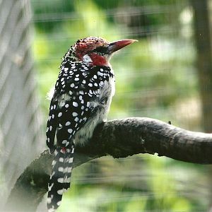 Red and Yellow Barbet 5th September 2011