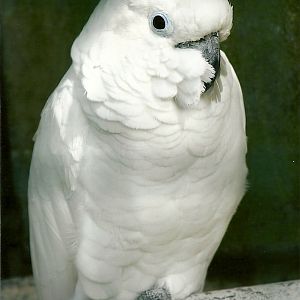 Eleanora Cockatoo 5th September 2011