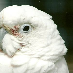 Goffin's Cockatoo 5th September 2011