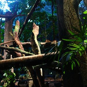 Leopard Trail - Clouded Leopard exhibit