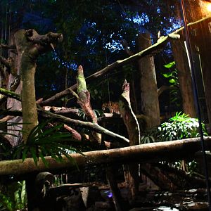 Leopard Trail - Clouded Leopard exhibit