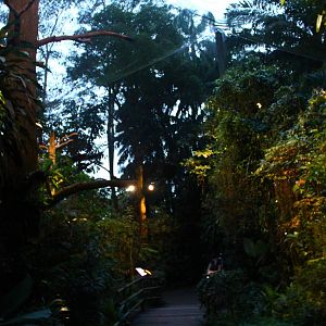 Leopard Trail - Giant Flying Squirrel walk-thru