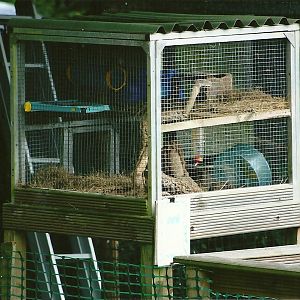 Degu cage 5th September 2011
