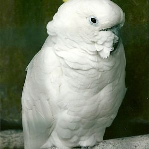 Eleanora Cockatoo 5th September 2011