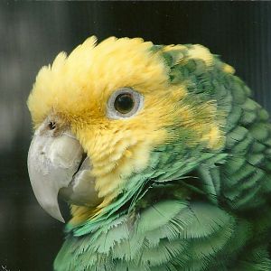 Double Yellow-headed Amazon 5th September 2011