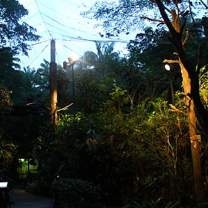 Leopard Trail - Giant Flying Squirrel walk-thru