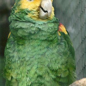 Double Yellow-headed Amazon 5th September 2011