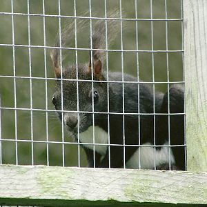 Japanese White-bellied Squirrel 5th September 2011
