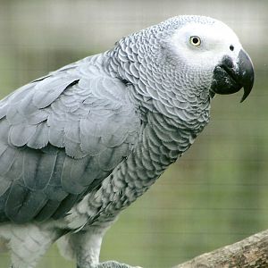 African Grey Parrot 5th September 2011
