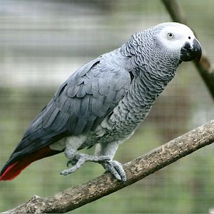 African Grey Parrot 5th September 2011