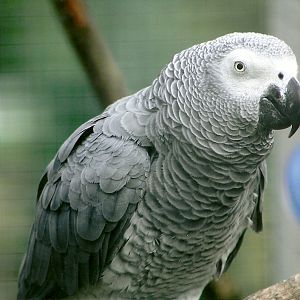 African Grey Parrot 5th September 2011