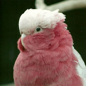 Roseate Cockatoo 5th September 2011
