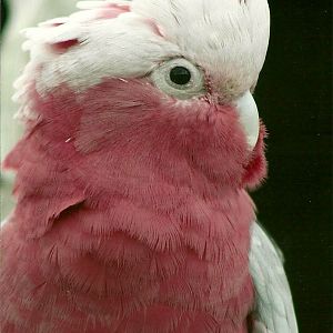 Roseate Cockatoo 5th September 2011