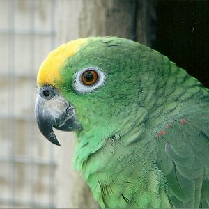 Yellow-crowned Amazon 5th September 2011