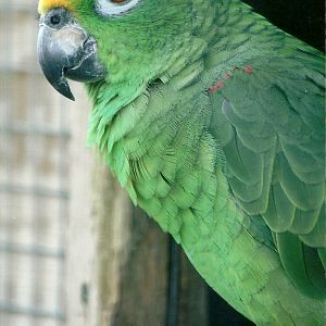 Yellow-crowned Amazon 5th September 2011