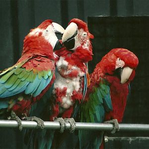 Green-winged Macaws 5th September 2011