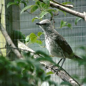 Tropical Mockingbird 5th September 2011
