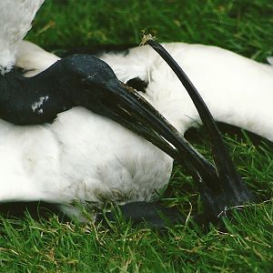 Sacred Ibises 5th September 2011