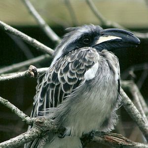 African Grey Hornbill 5th September 2011