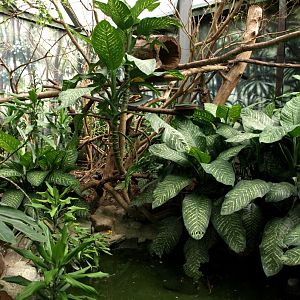 Papiliorama - Rainforest exhibit #3