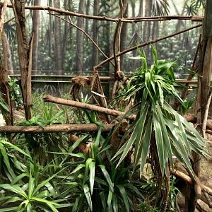Papiliorama - Rainforest exhibit #3