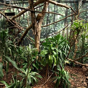 Papiliorama - Rainforest exhibit #3