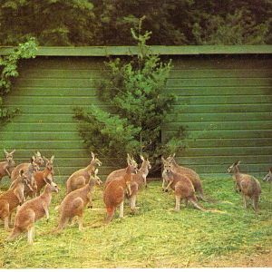 Catskill Game Farm Postcard