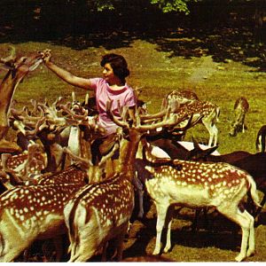 Catskill Game Farm Postcard