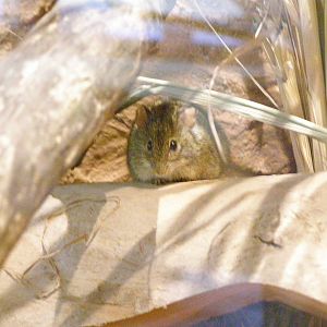 four-striped mouse (Rhabdomys dilectus)