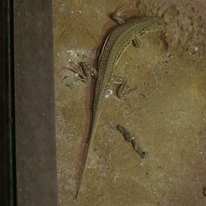 leopard fringe-fingered lizard (Acanthodactylus pardalis)