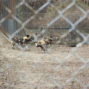 African wild dog (Lycaon pictus)