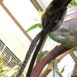 common marmoset (Callithrix jacchus)