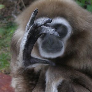 lar gibbon (Hylobates lar)