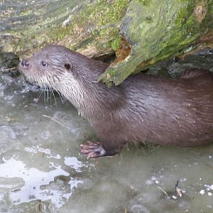 Eurasian otter (Lutra lutra)