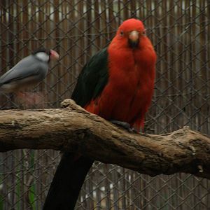 king parrot (Alisterus scapularis)