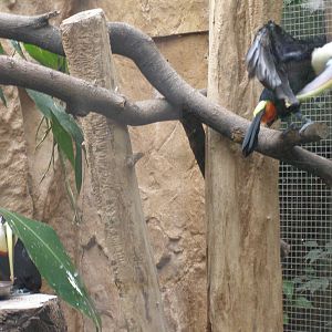 white-throated toucan (Ramphastos tucanus)