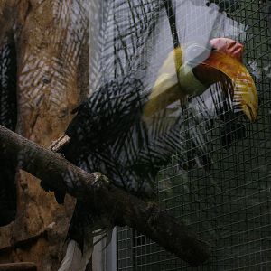 wrinkled hornbill (Aceros corrugatus)