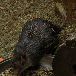 African brush-tailed porcupine (Atherurus africanus)
