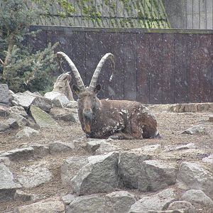 Siberian ibex (Capra sibirica)