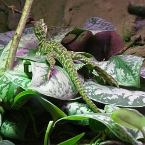 Philippine sailfin lizard (Hydrosaurus pustulatus)