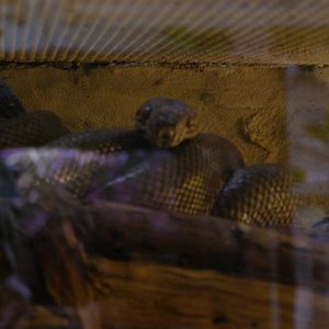 Cook's tree boa (Corallus hortulanus cookii)