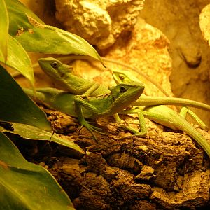 eastern casquehead iguana (Laemanctus longipes)