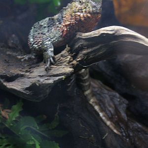 Chinese crocodile lizard (Shinisaurus crocodilurus)