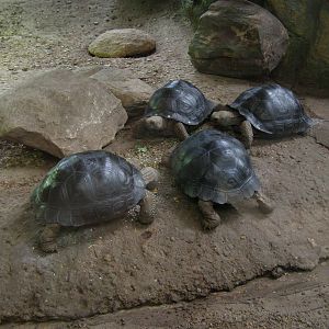 Galapagos tortoise (Chelonoidis nigra)