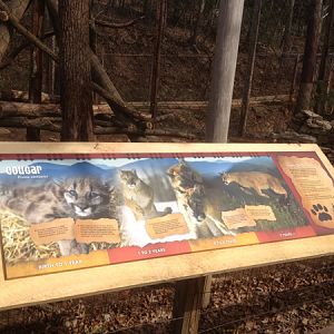 Cougar Interpretive Graphic