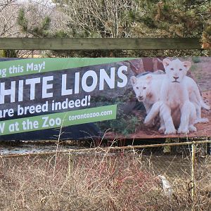 White lion poster